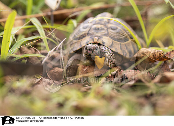 Vierzehenschildkrte / AH-08325