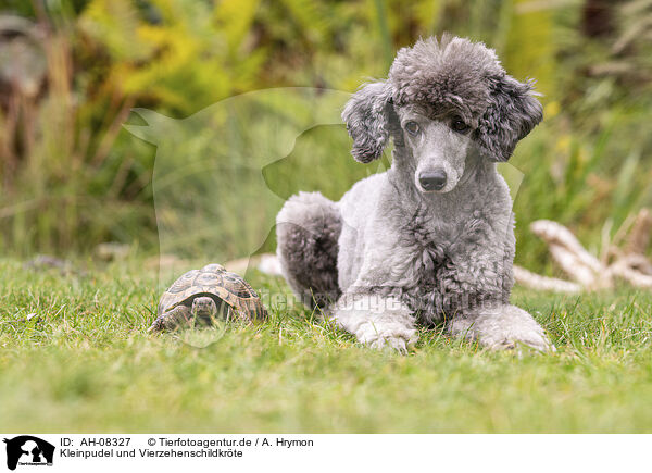 Kleinpudel und Vierzehenschildkrte / AH-08327