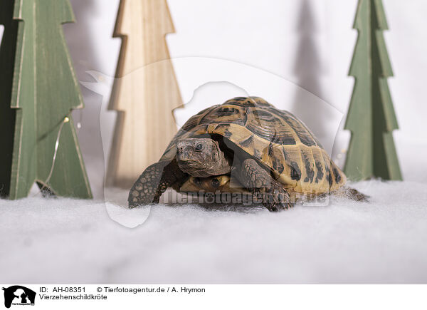 Vierzehenschildkrte / Russian tortoise / AH-08351