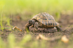 Vierzehenschildkrte