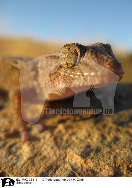 Sandgecko / African giant ground gecko / MAZ-02813