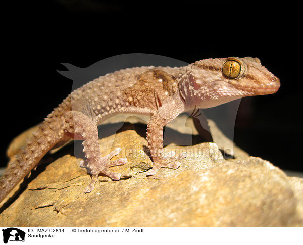 Sandgecko / African giant ground gecko / MAZ-02814