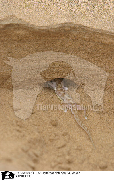 Sandgecko / African giant ground gecko / JM-18041