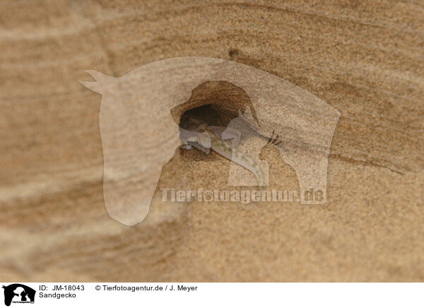 Sandgecko / African giant ground gecko / JM-18043