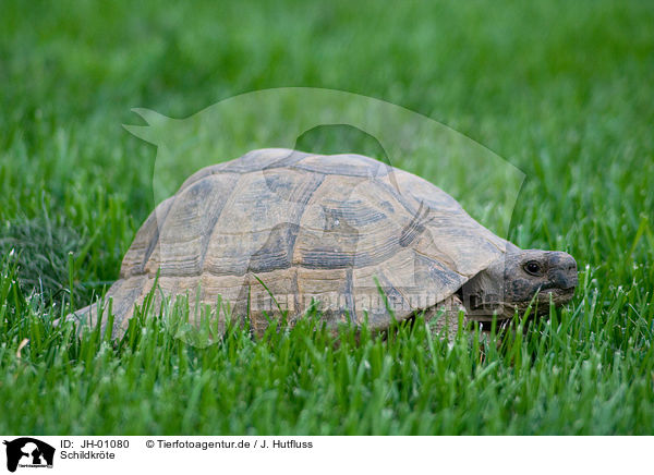 Schildkrte / turtle / JH-01080