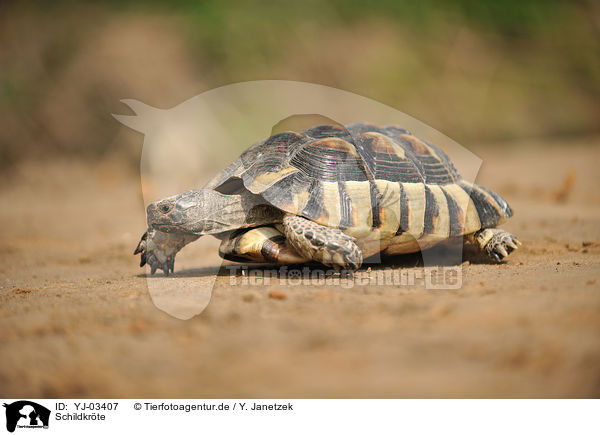 Schildkrte / tortoise / YJ-03407