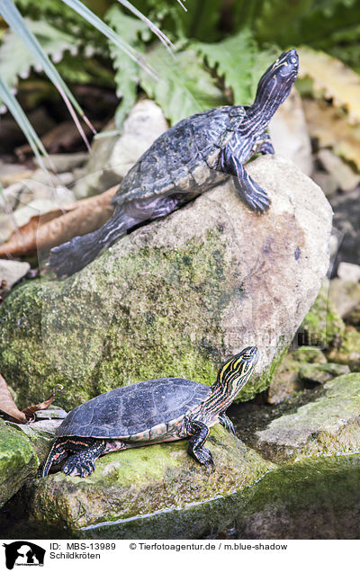 Schildkrten / MBS-13989