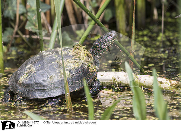 Schildkrte / cooter / MBS-14977