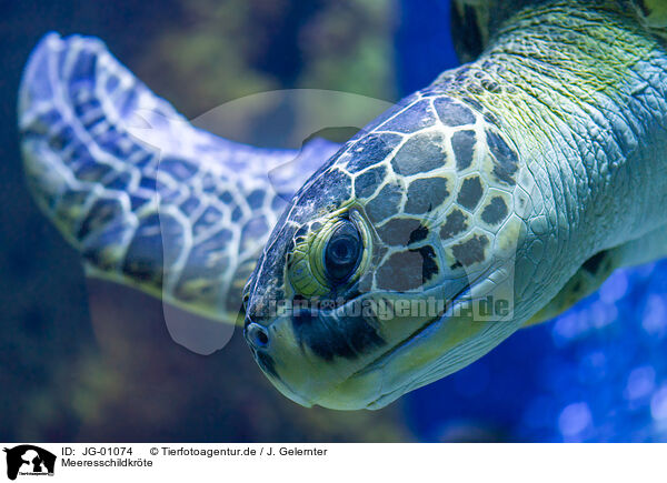 Meeresschildkrte / marine turtle / JG-01074