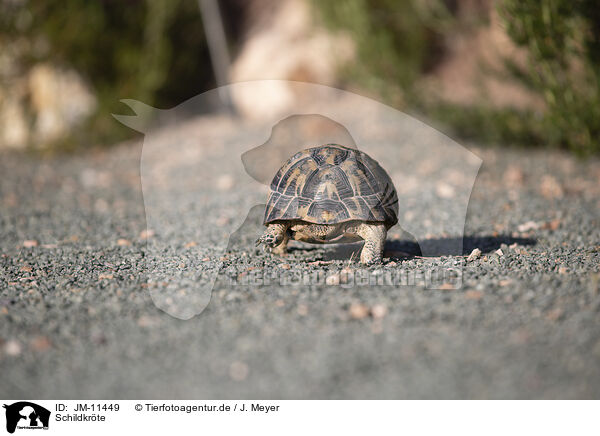 Schildkrte / cooter / JM-11449