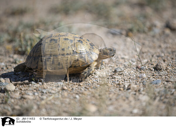 Schildkrte / cooter / JM-11453