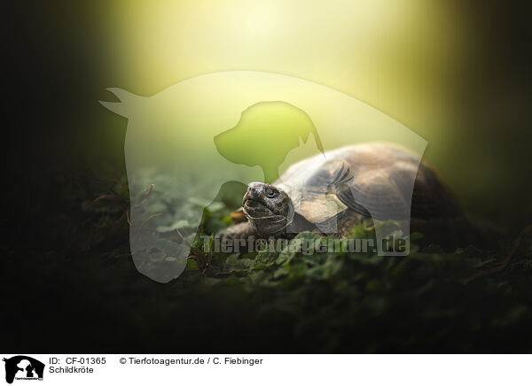 Schildkrte / tortoise / CF-01365