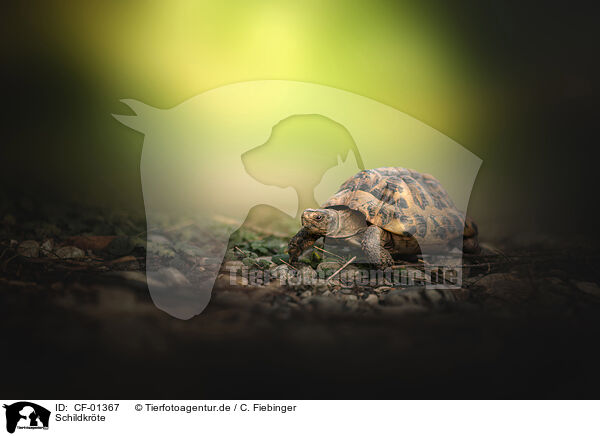 Schildkrte / tortoise / CF-01367
