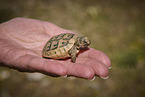junge Schildkröte