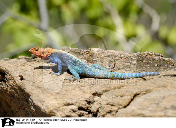 mnnliche Siedleragame / male chisel-teeth lizard / JR-01489