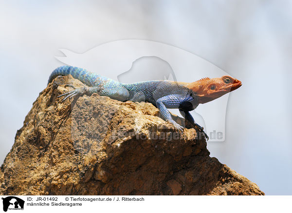 mnnliche Siedleragame / male chisel-teeth lizard / JR-01492