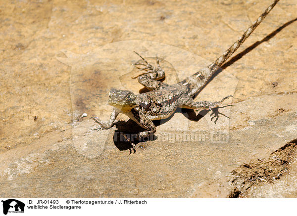 weibliche Siedleragame / female chisel-teeth lizard / JR-01493
