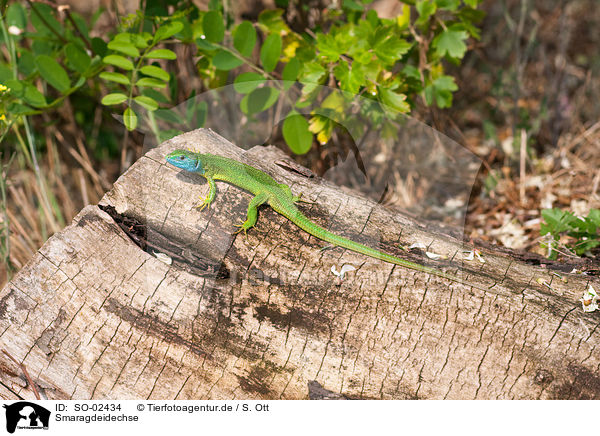 Smaragdeidechse / European green lizard / SO-02434