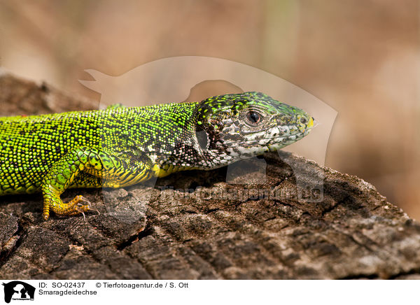 Smaragdeidechse / European green lizard / SO-02437