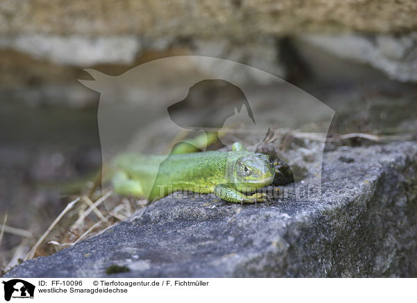 westliche Smaragdeidechse / Western Green Lizard / FF-10096