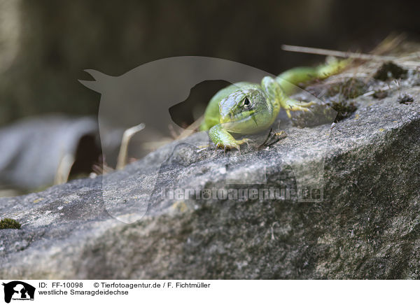 westliche Smaragdeidechse / Western Green Lizard / FF-10098