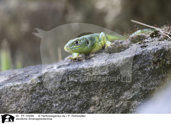 westliche Smaragdeidechse / Western Green Lizard / FF-10099