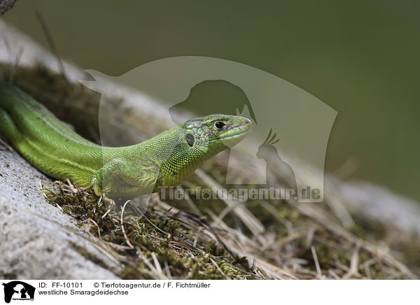 westliche Smaragdeidechse / Western Green Lizard / FF-10101