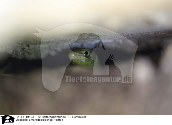 westliche Smaragdeidechse Portrait / Western Green Lizard portrait / FF-10103