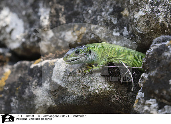 westliche Smaragdeidechse / Western Green Lizard / FF-10199