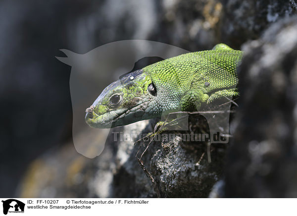 westliche Smaragdeidechse / Western Green Lizard / FF-10207