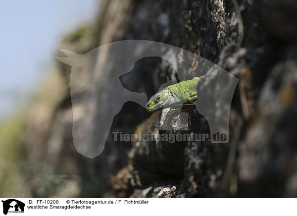 westliche Smaragdeidechse / FF-10208