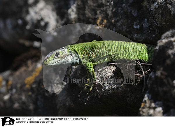 westliche Smaragdeidechse / Western Green Lizard / FF-10211