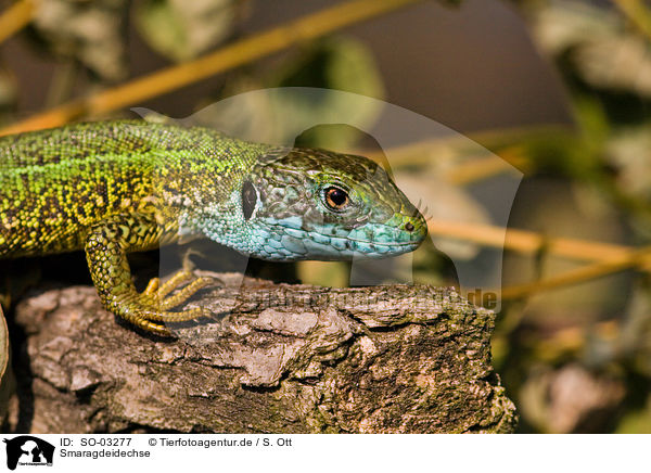 Smaragdeidechse / green lizard / SO-03277