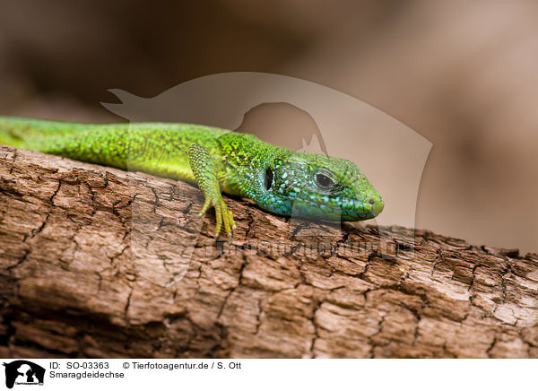 Smaragdeidechse / green lizard / SO-03363