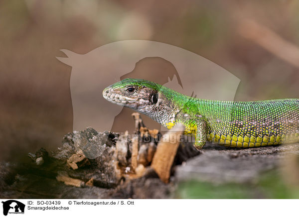 Smaragdeidechse / green lizard / SO-03439