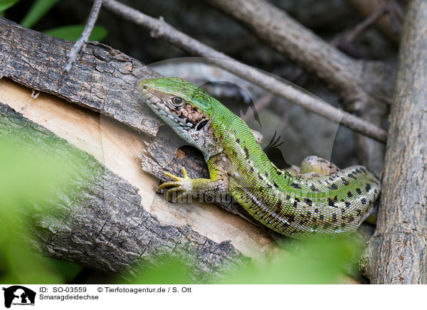 Smaragdeidechse / green lizard / SO-03559
