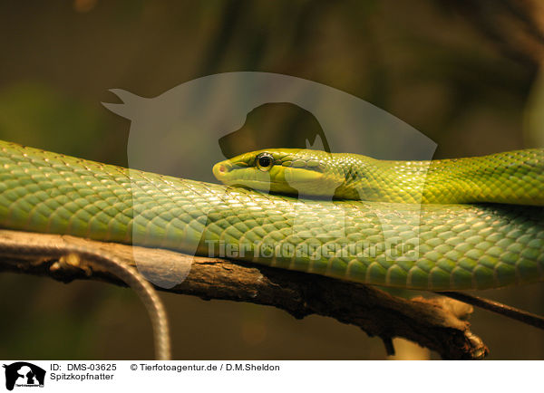 Spitzkopfnatter / red-tailed green ratsnake / DMS-03625