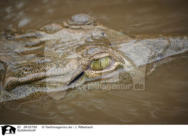 Spitzkrokodil / American crocodile / JR-05780