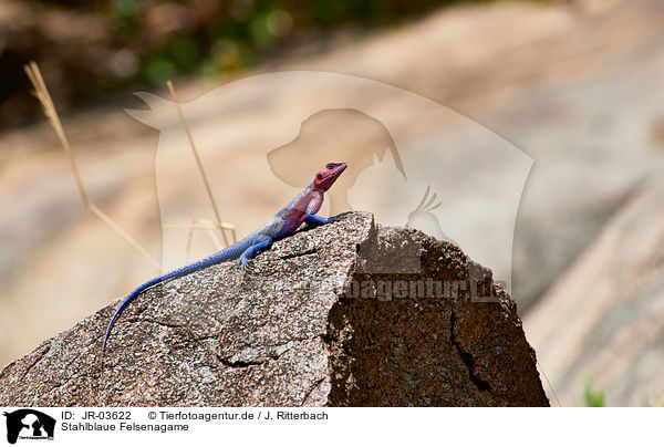 Stahlblaue Felsenagame / Mwanza flat-headed rock agama / JR-03622