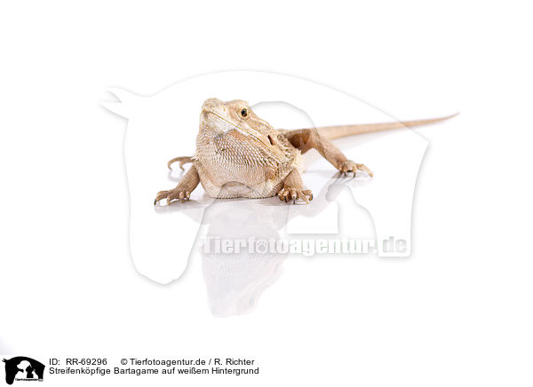 Streifenkpfige Bartagame auf weiem Hintergrund / central bearded dragon at white background / RR-69296