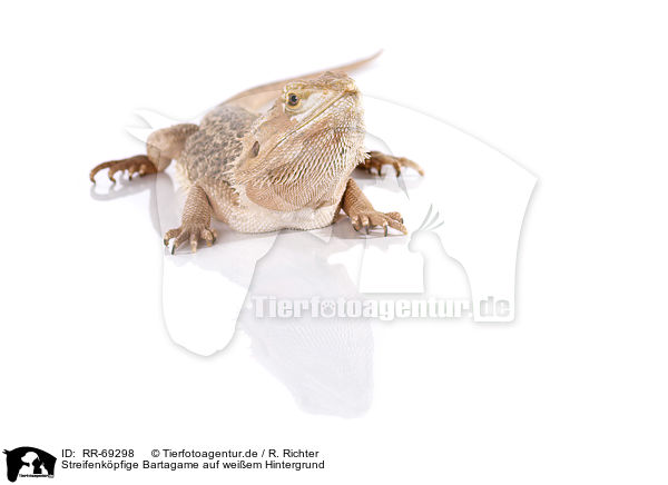 Streifenkpfige Bartagame auf weiem Hintergrund / central bearded dragon at white background / RR-69298
