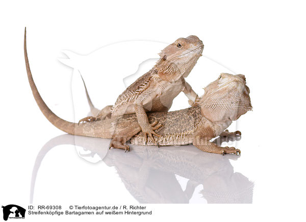 Streifenkpfige Bartagamen auf weiem Hintergrund / central bearded dragons at white background / RR-69308