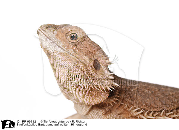Streifenkpfige Bartagame auf weiem Hintergrund / central bearded dragon at white background / RR-69312