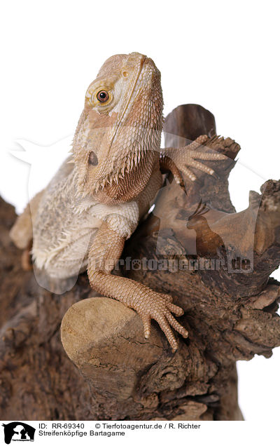 Streifenkpfige Bartagame / central bearded dragon / RR-69340