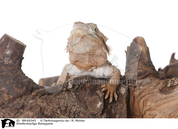 Streifenkpfige Bartagame / central bearded dragon / RR-69345