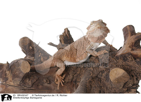 Streifenkpfige Bartagame / central bearded dragon / RR-69347
