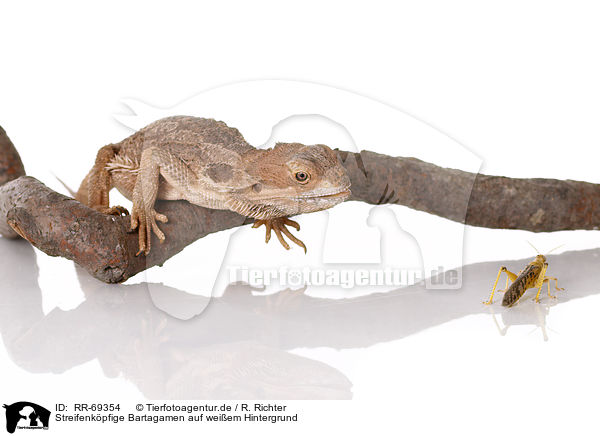 Streifenkpfige Bartagamen auf weiem Hintergrund / central bearded dragons at white background / RR-69354