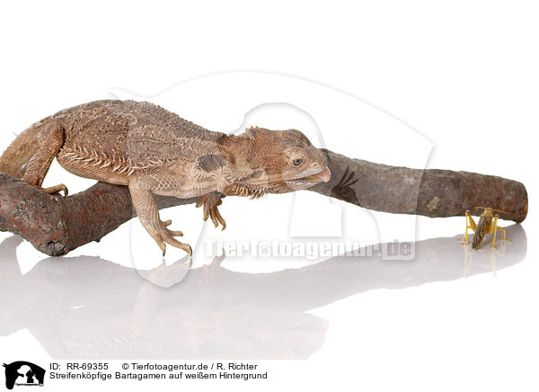 Streifenkpfige Bartagamen auf weiem Hintergrund / central bearded dragons at white background / RR-69355