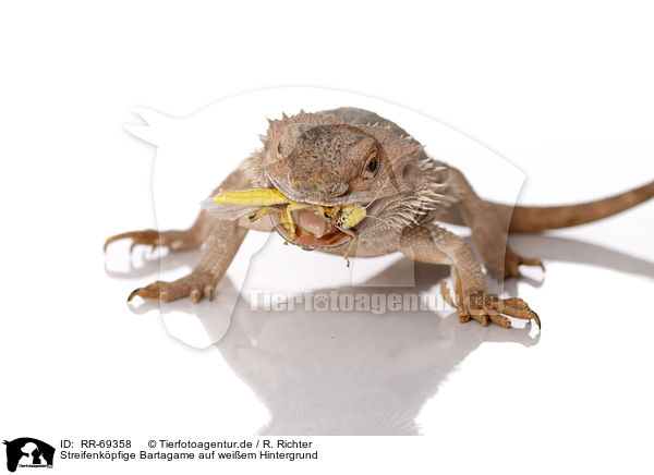 Streifenkpfige Bartagame auf weiem Hintergrund / central bearded dragon at white background / RR-69358