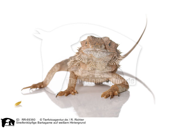 Streifenkpfige Bartagame auf weiem Hintergrund / central bearded dragon at white background / RR-69360